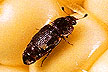 Sap beetle