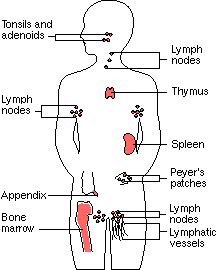 Diagram: Immune system organs