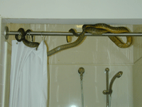 Brown tree snake in shower.