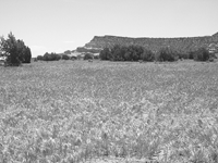 A field of non-native cheatgrass in Grand Staircase Escalante National Monument, Utah. (P. Evangelist/The Natural Resource Ecology Laboratory)
