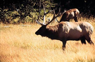 Picture of elk.