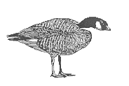 Giant Canada Goose