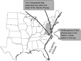 Map showing location of the Chesapeake Bay watershed. The Chesapeake Bay watershed lies within the heart of the Atlantic Flyway.  70-90 percent of the striped bass in the Atlantic Ocean spawn in the bay.