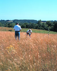 Monitoring CRP grasslands.