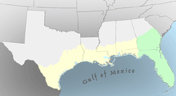 Map of the Gulf coast states with colors illustrating the status of C-CAP land cover mapping
