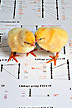 Chicks on top of a genetic map of a chicken.