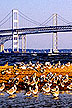 Seagulls on the Chesapeake Bay