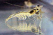 Penaeus vannamei / Shrimp