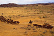 Cattle roundup / Montana