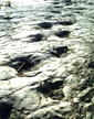 Purgatoire River Dinosaur Tracks