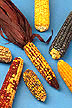 Various mutations of corn