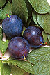 Bluebyrd plums.