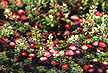 Cranberry bog