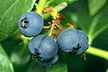 Genome mapping / Blueberries