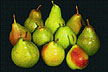 Potomac pears