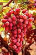 Crimson Seedless grapevines