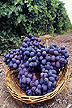 Autumn Royal seedless grapes