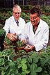 Soybean inoculation with Phytophthora sojae