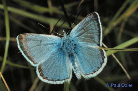 Image of Greenish Blue - Plebejus saepiolus