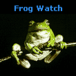 Link to project idea, FROG WATCH. Image shows a frog sitting on a tree branch.