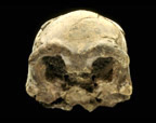 photo - Homo erectus skullcap