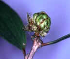 photo of Melaleuca gall-fly