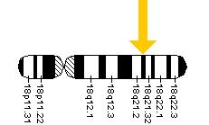 The FECH gene is located on the long (q) arm of chromosome 18 at position 21.3.