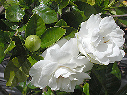 Gardenia plant in bloom: Click here for photo caption.
