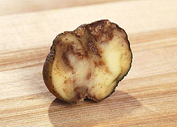 Potato infected with late blight: Click here for full photo caption.
