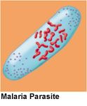 Drawing of a malaria parasite, which is shaped like a bean.