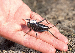 A Mormon cricket with a radio transmitter attached to its back: Click here for full photo caption.