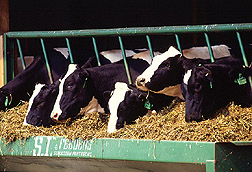 Dairy cows. Link to photo information.