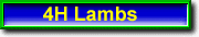 4H Lambs