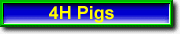 4 H Pigs