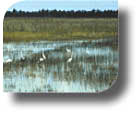 photo of birds in a wetland