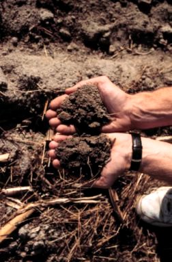 hands holding soil