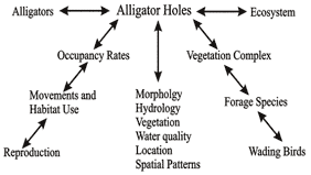 flowchart illustrating alligator holes as keystone to ecosystem integrity in an Everglades marsh