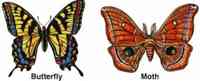 Adult Butterfly and Moth. Artwork by Dale Crawford. (click to get full-sized image).