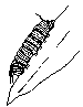 Thumbnail sketch of butterfly caterpillar (larva). Artwork by Dale Crawford.  (click for large image)