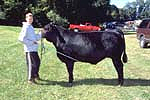 4H boy and Angus cross steer at Anne Arundel County, Maryland Fair