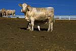 Charolais cow and calf