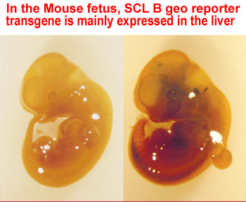 2 mouse embryos, one of which is expressing the reporter transgene