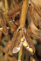 Photo: Mature soybeans, sitting within their pod. The oil from soybeans mixed with ferulic acid esters makes SoyScreen, an effective sunscreen. Link to photo information