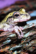Gray Treefrog, <I>Hyla versicolor</I> commonly found in the Northeastern United States.  [See related image, <B>Hylid Frog</B>.]<BR>
<BR>
<font color=#DC143C><B><U>Important:</U>  Use of this image is restricted. Please see Restrictions (below) for complete information.</font></B><BR>
<BR>
<U><B>More about this Image</B></U><BR>
In the 1980s, reports began to accumulate about the decline of frogs and toads in pristine environments such as nature reserves and parks. This greatly concerned ecologists who look at amphibians as an indicator species, warning of environmental stress. The metamorphic life cycle of amphibians -- often, egg to tadpole (or other water-living larva) to land-based adult -- relies upon both aquatic and terrestrial habitats. Therefore, because they lack such exterior protection as scales, feathers, and hair, they are very sensitive to changes that may occur in their external environment.<BR>
<BR>
Biologist Dr. Joseph Kiesecker has been studying the population decline of various species of amphibians for years. One of his studies focused on the outbreak of disease in amphibians in the Cascade Mountains of Oregon. He found that although the Cascades Frog, western toad, and Pacific tree frog could lay their eggs in one pond next to each other, the Cascades Frog and western toad populations were declining while the Pacific tree frog remained stable.<BR>
<BR>
In a laboratory study, Dr. Kiesecker took embryos of all three species and put them in enclosures where some were exposed to ultraviolet radiation and others were not. Of the exposed embryos, only the Pacific tree frog was resistant to disease. The ultraviolet light had stressed the embryos of the other species and damaged their DNA, making them more susceptible to infection. The Pacific tree frog had a better DNA-repair mechanism, giving it the ability to repair the damage. Based on this study, Kiesecker believes that exposure to ultraviolet radiation may be responsible for some of the mortality patterns in amphibians.<BR>
<BR>
Another study of Kieseckers focused on the gross deformities that began to appear in amphibians across the United States since the late 1980s. Frogs, toads, and other amphibians have been found with missing or extra legs and legs protruding from their backs and heads. Kiesecker found that as trees are cut down, more light reaches ponds. This leads to an increase in algae growth that in turn, supports a larger snail population. The snails harbor one stage in the life cycle of the trematode, a parasitic flatworm. The snails release a free-swimming trematode larva that burrow into amphibian embryos and form cysts that cause further damage. In the presence of even slight quantities of pesticides (equal to allowable amounts under EPA drinking water standards), the embryos immune system is suppressed. The cyst disturbs developing limb buds, resulting in deformed limbs and ultimately death. Kieseckers studies concluded that the cause is a combination of exposure to agricultural chemicals and infection.<BR>
<BR>
No single explanation explains amphibian decline, but Dr. Kiesecker feels it is a combination of contaminants and ultraviolet radiation acting in concert  environmental stress. The National Science Foundation (NSF) supports studies like these by Dr. Kiesecker, seeking answers to these and other environmental mystery that cause the decline and loss of species on earth. This particular research project was supported by a grant from the National Institutes of Health and by the NSF panel on the Ecology of Infectious Disease, as well as a grant from the NSF Ecological and Evolutionary Physiology panel.  Thumbnail