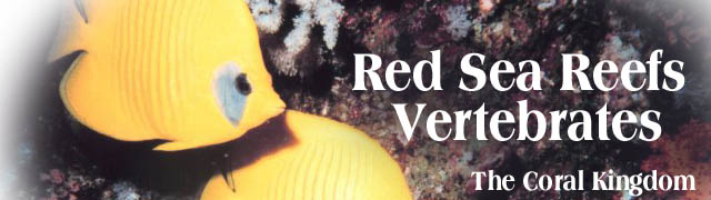Red Sea Reefs Vertebrates Banner