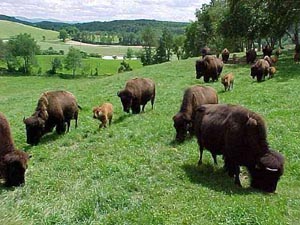 Picture of Bisons grazing in field. Click on picture to view a report entitled, "Bison: A Promising Small Business Adventure."