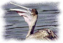 photo of a pelican