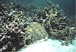 photo of corals
