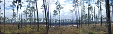 panoramic photo of pinelands
