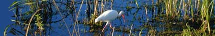 image of a ibis poking around in the everglades